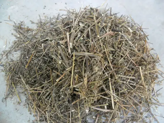 香薷（香茹）